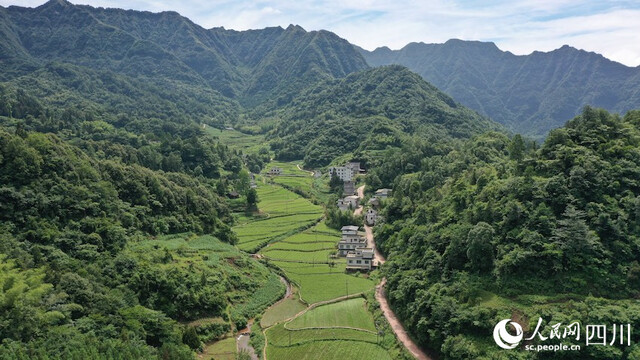 乌蒙山中的赶黄草基地。杨博摄