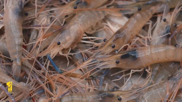正片.mp4_20260810_223356.726.jpg