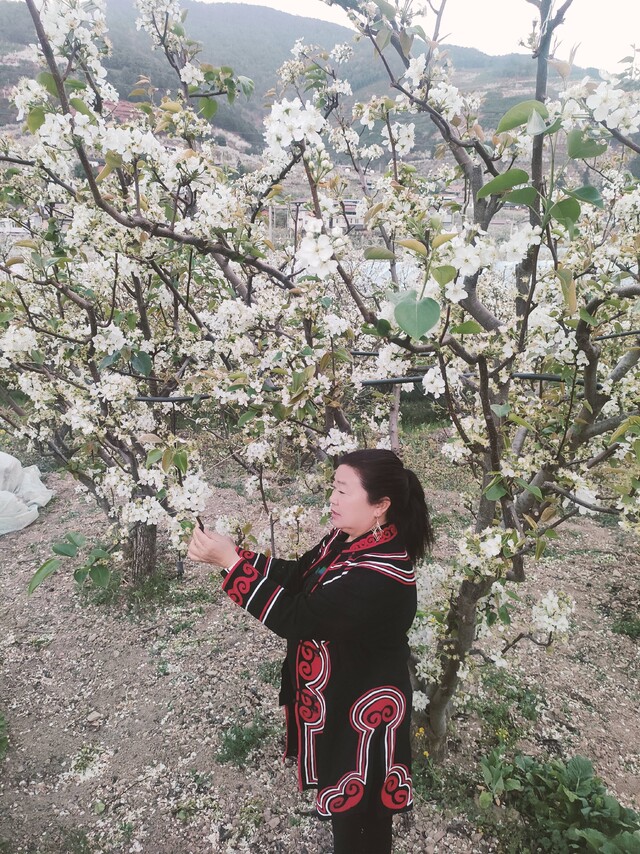 王永兰在梨园看今年梨树长势。