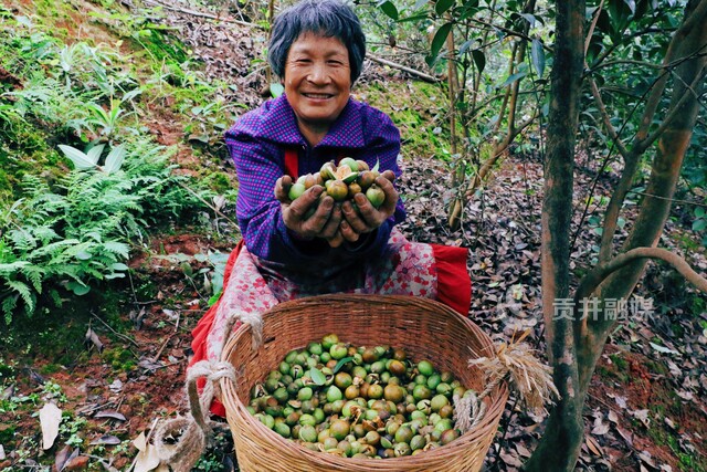 油茶 (1).jpg