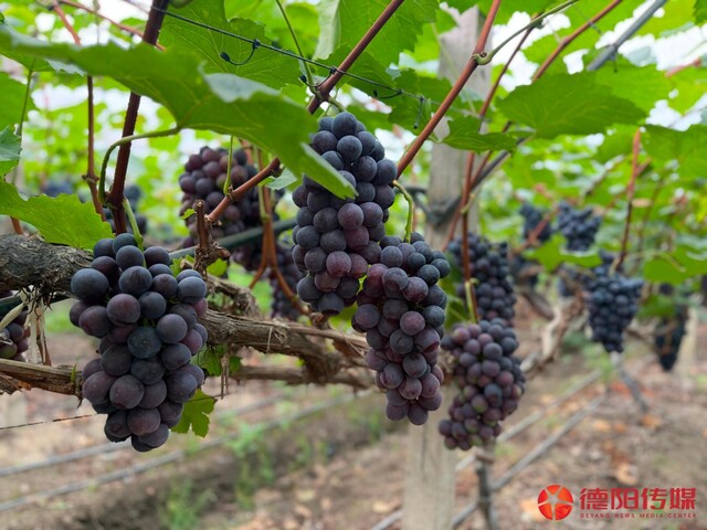 微信图片_20260629092514_995_170.jpg