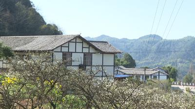 李花盛开的胜天镇安和村