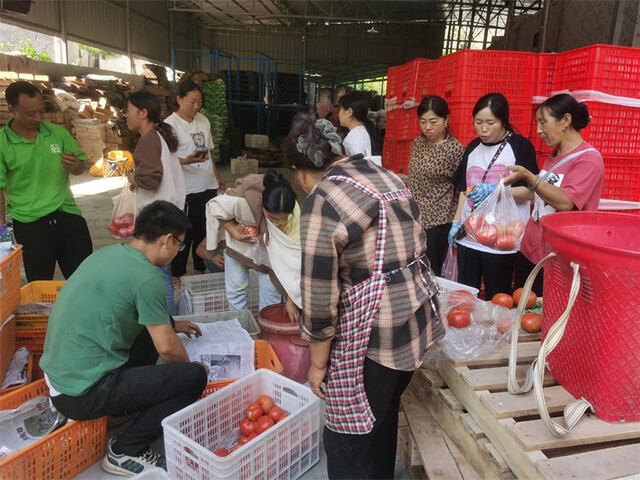 游客到任泽席位番茄基地采购番茄。茂县融媒体中心供图