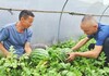 罗大星：从残疾人到“西瓜大王”