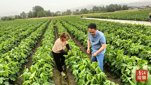江油附子6_1.jpg