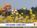 直播盐都｜早春花田绽新颜 农旅融合促振兴