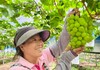 龙潭镇：葡萄缀夏 树莓迎秋 让乡村游“甜”出圈！