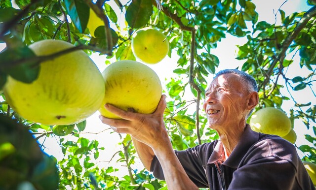 在建设镇大田村，村民潘栋梁种植的柚子大丰收，他正忙着采摘成熟的柚子。