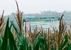 雨润田畴玉米壮 成佳镇示范片丰收在望