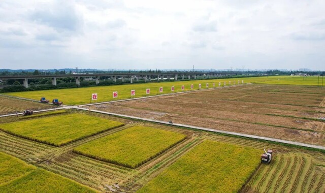 “天府粮仓”一派丰收景象。眉山融媒记者 廖波 摄.jpg