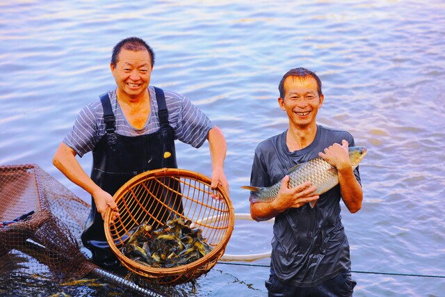 在桥头镇跳礅村5组的自贡市腾飞家庭农场，两口鱼塘共捕捞2万斤渔货，农场负责人滕学力一脸喜悦。