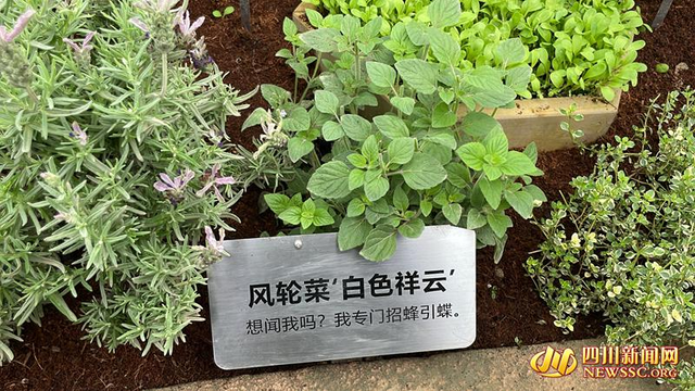 风轮菜标语牌_副本.jpg