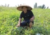 以赛事为媒，广西“新农人”扎根——建设镇50亩麒麟瓜甜蜜开摘