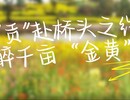 【盐都发端 多彩贡井】“贡”赴桥头之约，醉千亩“金黄”