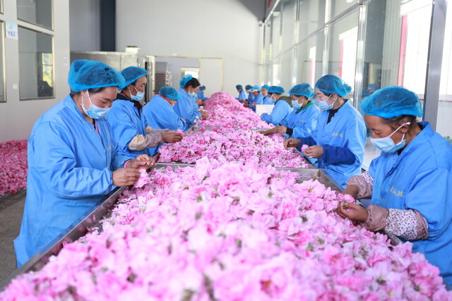 小金玫瑰加工车间，工人们在精选玫瑰花。资料图 小金县委宣传部提供