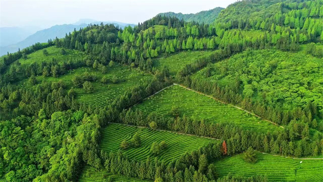 渠县秀岭春天.jpg