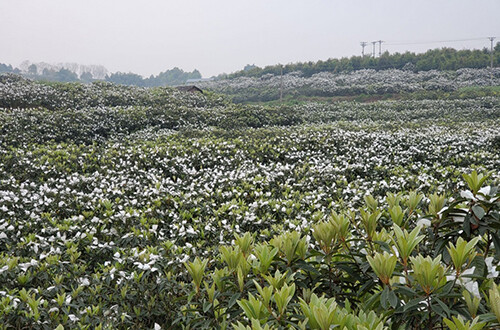 1584518486506311.jpg 挂网2.jpg
