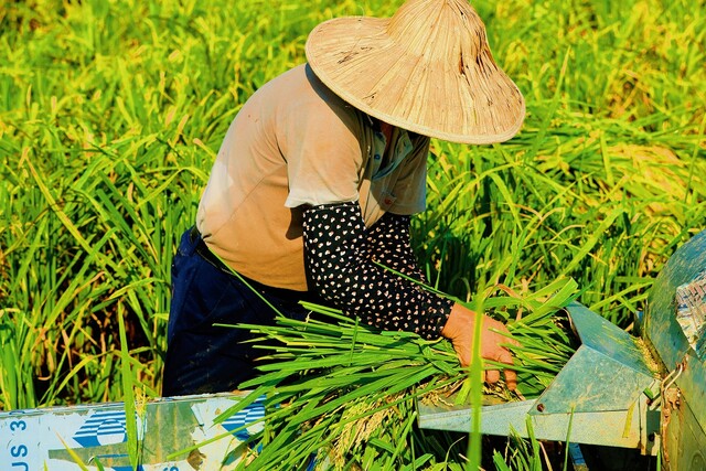 稻田一派丰收景象