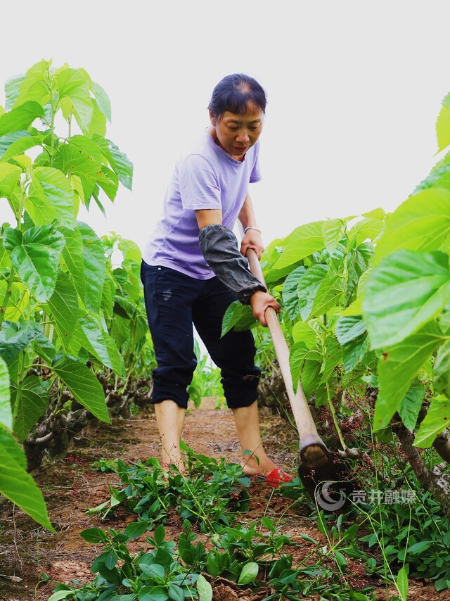 工人在桑地除草