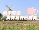 【花漾贡井】风中有信 贡井花开已成海~