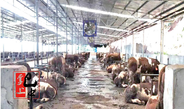 王仕福的肉牛养殖场（资料图）