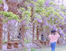 这一架紫藤  开启贡井浪漫春天！