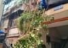 消除枝头隐患 守护居民平安！贡井区糍粑坳社区暖心清理枯枝解民忧