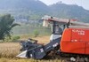 自贡市贡井区2023年冬小麦示范点喜获丰收