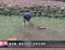自贡新闻｜莲花镇：秧苗入水立 农忙正当时
