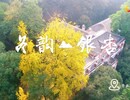银杏渐黄 为你解锁张家花园冬日美景