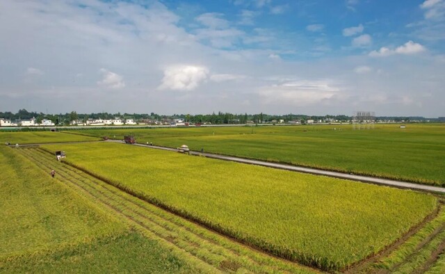 在东坡区太和镇永丰村，村民正抓紧收割水稻。眉山融媒记者 廖波 摄.jpg