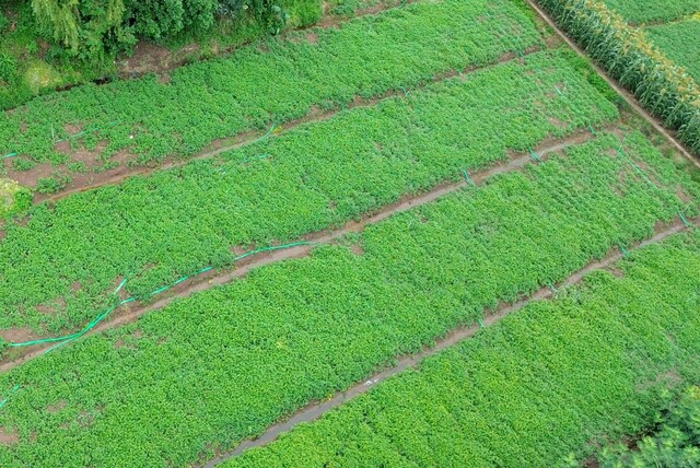 小冲村 (1).jpg