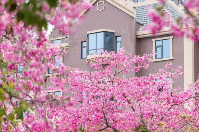 仁和异木棉 石磊摄影 (52)_副本.jpg