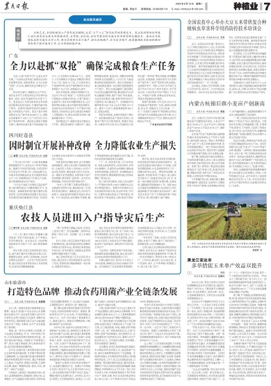 报名：农民日报 版次：第007版：版名：种植业 日期：20240812