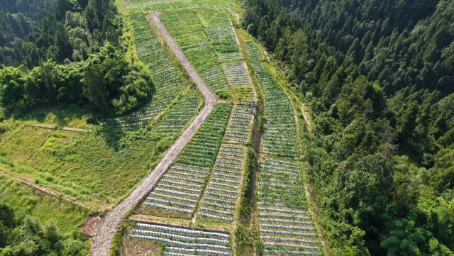 俯瞰佛楼镇三官寨村辣椒种植基地.JPG