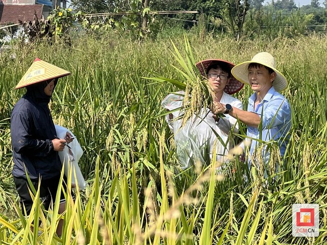 百亩稻田盎然便是土地的答案.jpg