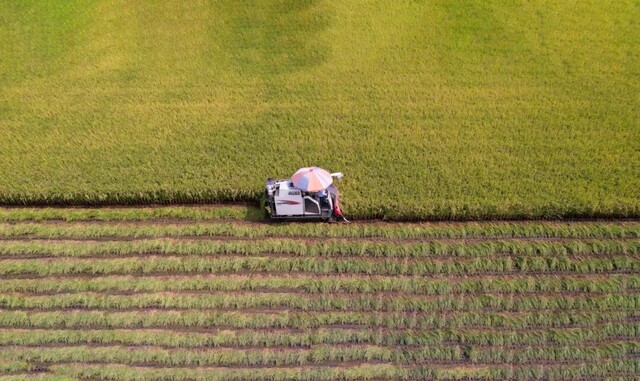 在东坡区太和镇永丰村，村民正抓紧收割水稻。眉山融媒记者 廖波 摄 (1).jpg