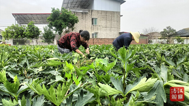 江油附子3_1.jpg