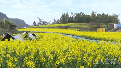 宜宾市凤栖谷农业文创体验园正值花季