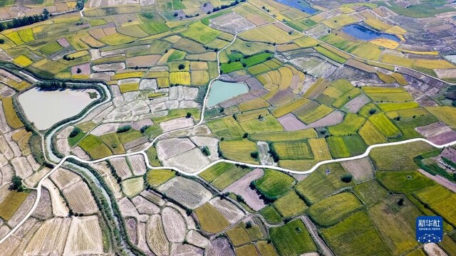 安徽省凤阳县小岗村的田野景象（2018年9月27日摄，无人机照片）。新华社记者 张端 摄