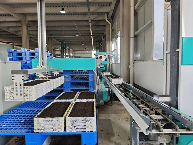 自动化高速育秧流水线正在制作秧盘.jpg