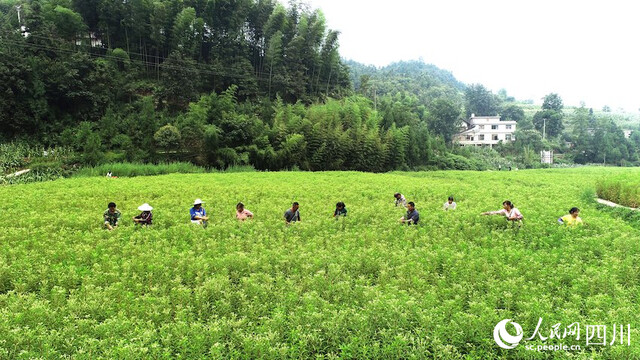 8月，古蔺县黄荆镇香楠村，村民正在采摘赶黄草。张磊摄