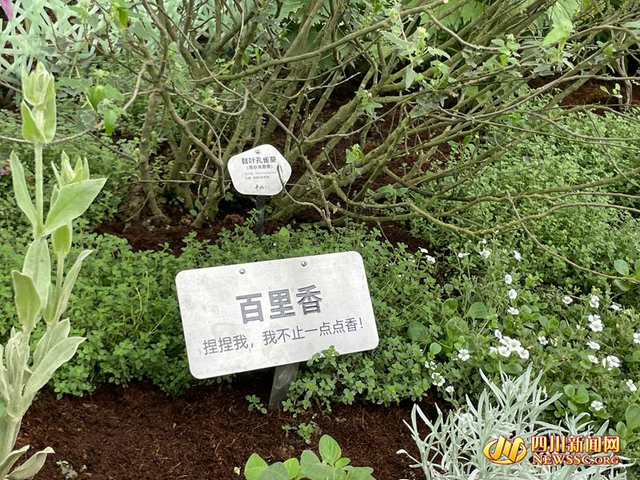 百里香标语牌_副本.jpg