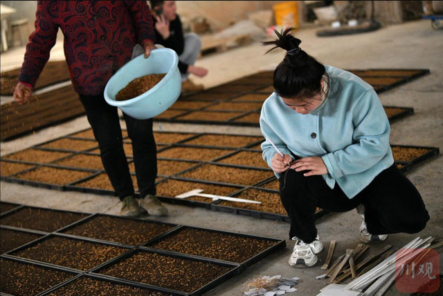 马均团队技术人员正在对参与中试的水稻品种制作标识牌。