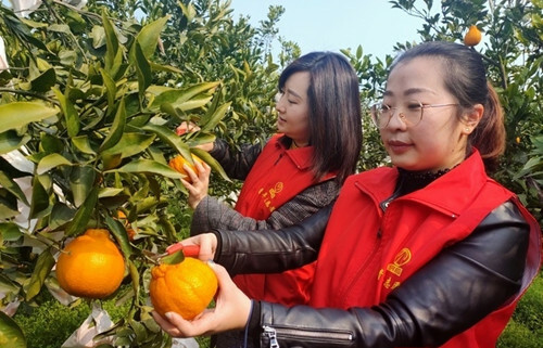 1582698566670736.jpg 天宫村不知火由“滞”转“畅” “志愿服务队”主动上门帮忙1.jpg