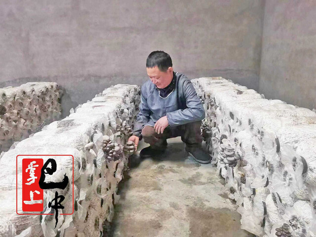 王廷林在菌棚查看平菇长势