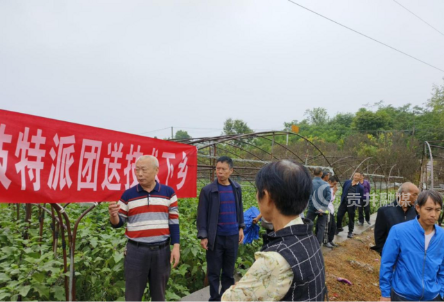 龙潭镇农业基地开展再生茄种植技术培训.png