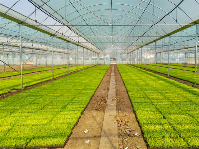 连栋薄膜温室.jpg