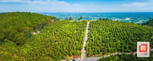 青山岭油茶.jpg