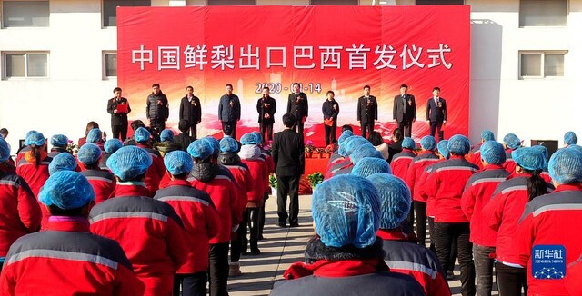 2020年1月14日，中国鲜梨出口巴西首发仪式在河北沧州泊头举行。新华社记者 牟宇 摄